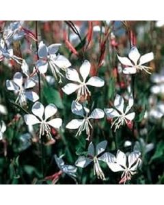GAURA LINDHEIMERI 'THE BRIDE' - HARDY PERENNIAL 30 Quality Seeds