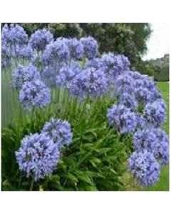 Agapanthus 'Blue Umbrella' / Agapanthus praecox SSP orientalis/Evergreen Nile Lily/Seeds