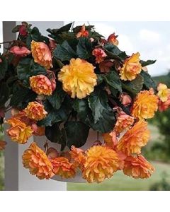 SeeKay Begonia F1 Illumination Golden Picotee - Hanging Basket Type - 20 Seeds - Annual