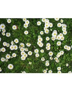 0.5g Lawn Daisy Seeds Bellis perennis Wild Flower Meadows Daisy Chains Grass Lawn