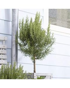 You Garden - Rosemary Tree Standard, 80-100cm Tall in a 3L Pot - Kitchen Herb for Patios and Gardens in Pots - Hardy Evergreen Fragrant for UK Gardens