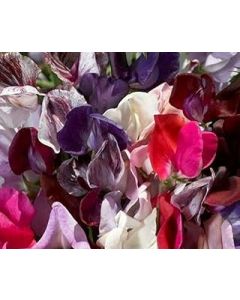 Sweet Pea Old Spice Mixed x25 Seeds, Old Varieties, Highly Fragrant Sweet peas