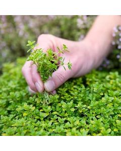 Welldales 50 Green Creeping Thyme Seeds Rock & Garden Trailing Mat Forming Plants to Grow