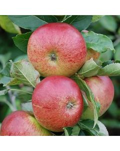 Apple Gala Fruit Tree, 5 Litre Pot