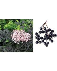 Elderflower Sambucus Nigra Elderberry Organic 30+ Seeds
