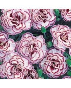 Pack X6 Dianthus 'Grans Favourite' Pinks Perennial Garden Plug Plants