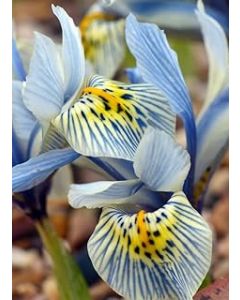 IRIS Histroides Katharine Hodgkin Bulbs x50 -Spring Flowering Garden Bulbs Indoor Outdoor Plants-Garden Spring Flowering Plants Bulbs, Ready for Planting Now