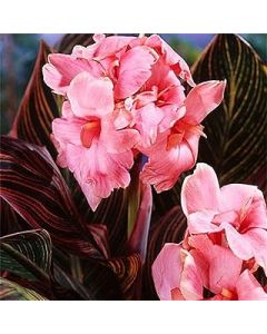 10Stück Rosa Canna Lily Samen Schöne Blume Canna Mehrjährige Pflanze Gartendekoration Hohe Keimrate Einfach zu überleben Geringe Wartung