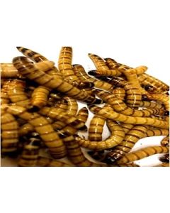 Morios 85g SuperGiant Mealworms 40-50mm ZOPHOBAS MORIOS MaxiPack