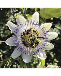 Mr Fothergills - Flower - RHS Passion Flower - 50 Seeds