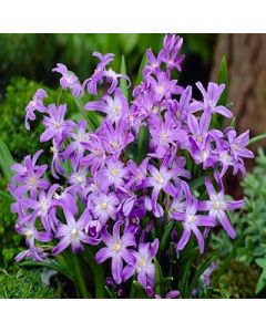 Chionodoxa Luciliae Bulbs Early Spring Flowering Glory of The Snow Garden Bulb (100 Bulbs)