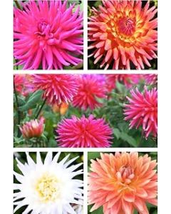 Five Mixed Coloured 'Cactus' Dahlias (Tubers to Plant Yourself) Free UK Postage