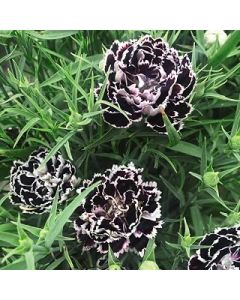 Carnation Seeds Dianthus chinensis heddewigii 'Black and White Minstrels' Scented Chinese Indian Pink Hardy Annual Easy to Grow Your Own Garden Flower Plants (Approx. 30 Seeds) by Thompson and Morgan