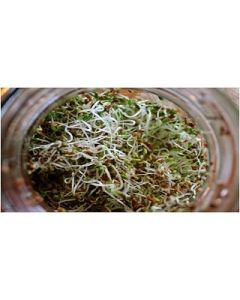 PREMIER SEEDS DIRECT - Organic Sprouting Seeds - Alfalfa - 40 GM