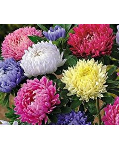 PREMIER SEEDS DIRECT -Aster China - Peony Mix 750 Seeds