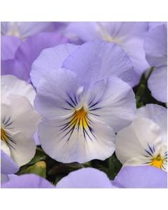 Pansy Cool Wave Frost- 3 Established 9cm Potted Garden Plants.. Perfect Pretty Pansies. These Plants are Hardy in The UK. Delivered to Your Door from Newlands. Garden Ready. Easy to Grow.
