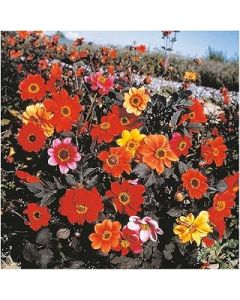 PREMIER SEEDS DIRECT - Dahlia Bishops Children 40 Finest Seeds