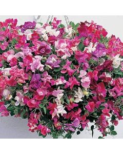 Sweet Pea ‘Sugar N Spice’™ (Lathyrus odoratus) Hardy Annual 1 Packet (25 Seeds) by Thompson and Morgan