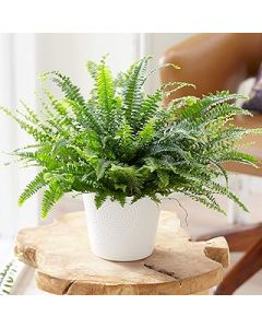 1 x Nephrolepis Boston Fern | Premium Indoor Plant | Houseplant for Sale | 25-35cm (Incl. Pot)