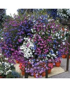 Welldales 50 Mixed Giant Cascading Lobelia Seeds Trailing Hanging Basket UK Rockery Annual
