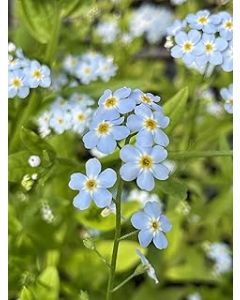 Marginal Plants - Live Water Plant Aquatic Pond Lake Marginal - Pond Plants (Myosotis Scorpioides)