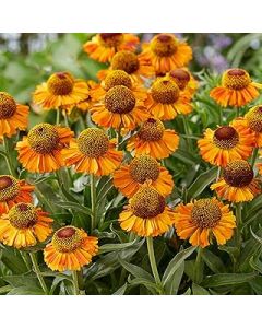Helenium Short and Sassy Sneezeweed Compact Yellow Flowering Perennial Plant (10-30cm Incl. Pot)