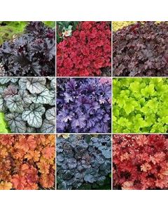 5 x Heuchera Plant Mix - Established Plants in Pots UK Grown