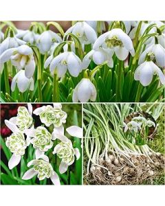 Woodland bulbs® 50 x DOUBLE SNOWDROPS BULBS - UK Grown Freshly Lifted Bulbs - Snowdrops Bulbs For Planting Now UK - Galanthus Flore Pleno - Trusted UK Seller (FREE UK P&P)