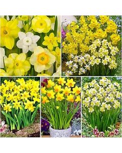 20 x Dwarf Rockery Daffodil Bulbs for Planting Now UK - Miniature Daffodils Narcissus/Narcissi - Includes Tete a Tete - Spring Flowering Bulbs - Ready to Plant - Bulbs Size 8/10 - (Free UK P&P)