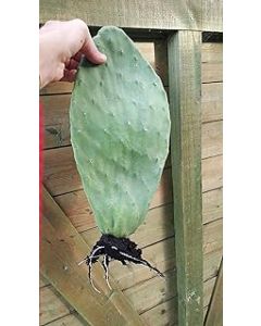 Very large cactus opuntia ficus-indica prickly pear pad with roots cacti