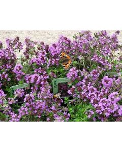 Thyme Creeping Lemon evergreen herb plant aromatic leaves pink-mauve flowers summer loved by bees ground cover 9cm pot